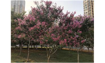 夏秋季節(jié)，錫城首次驚現(xiàn)紫薇花開(kāi)美景